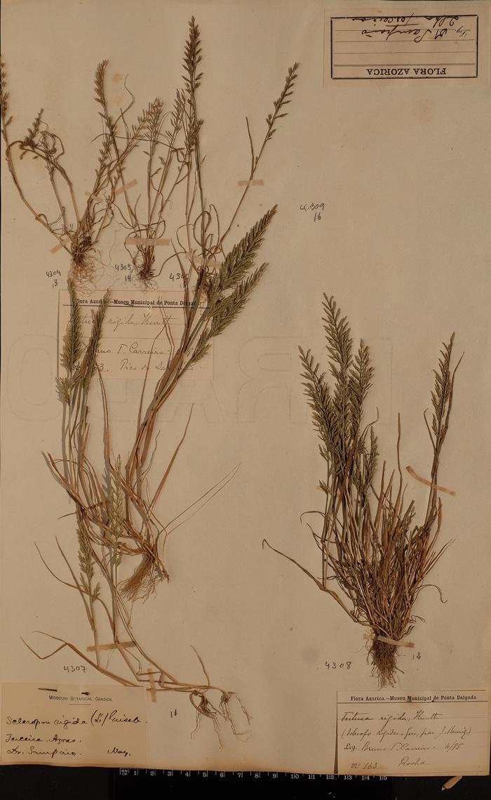 Catapodium rigidum (L.) C. E. Hubb.;Catapodium rigidum (L.) C. E. Hubb.;Catapodium rigidum (L.) C. E. Hubb.