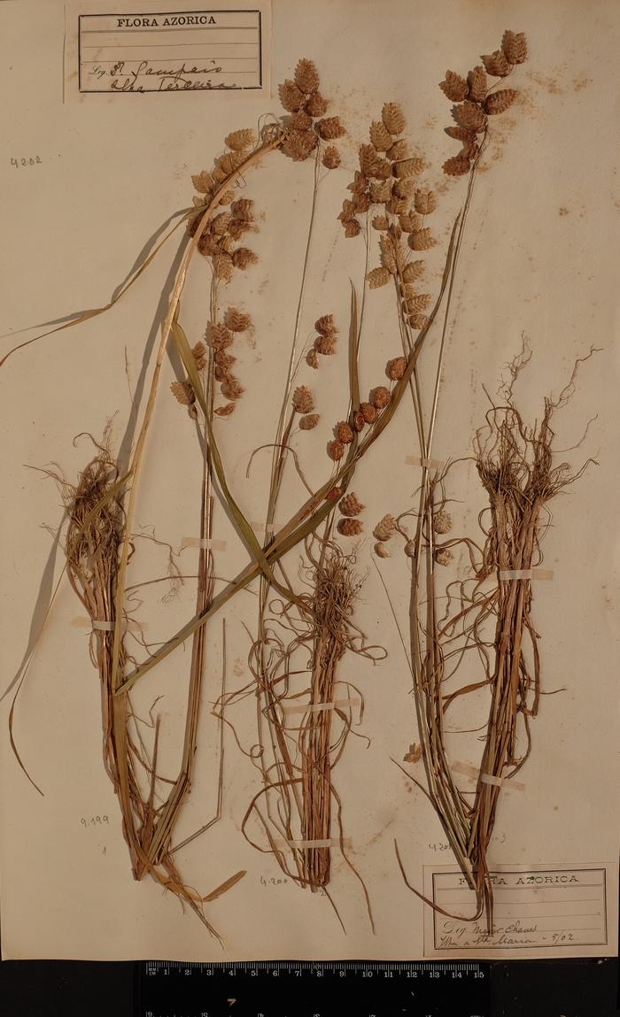 Briza maxima L.