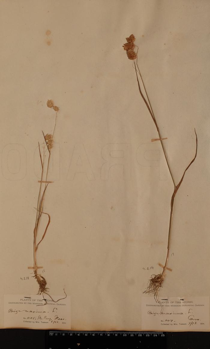 Briza maxima L.