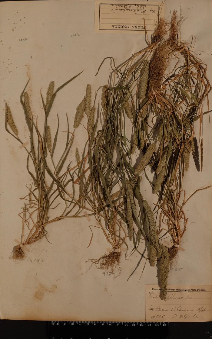 Rostraria cristata (L.) Tzvelev;Rostraria cristata (L.) Tzvelev