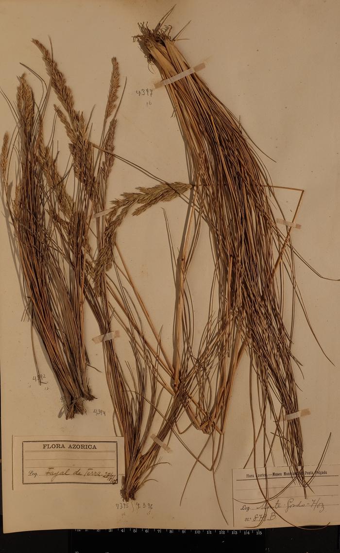 Festuca petraea Guthn. ex Seub.