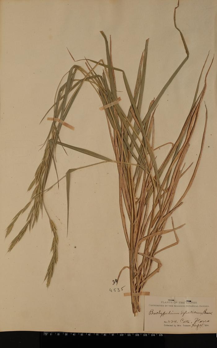 Brachypodium sylvaticum (Huds.) P. Beauv.
