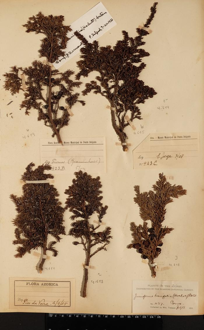 Juniperus brevifolia (Seub.) Antoine;Juniperus brevifolia (Seub.) Antoine;Juniperus brevifolia (Seub.) Antoine;Juniperus brevifolia (Seub.) Antoine
