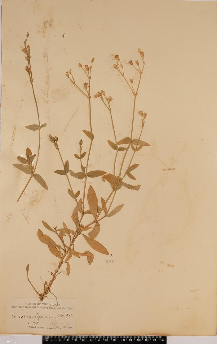 Cerastium azoricum Hochst.