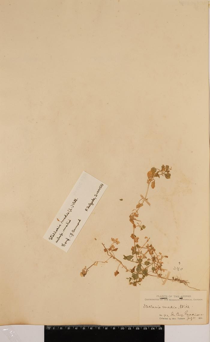 Stellaria media Wilt.