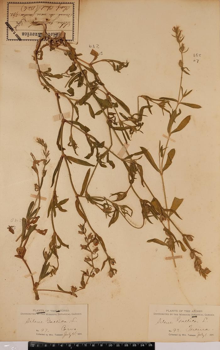 Silene gallica L.