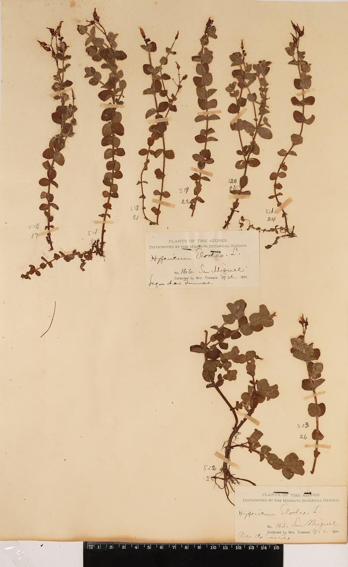 Hypericum elodes L.