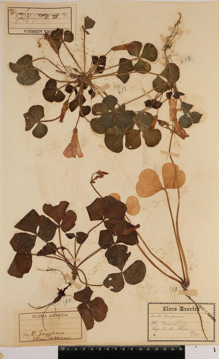Oxalis purpurea L.