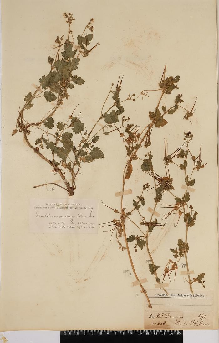 Erodium malacoides (L.) L'Hér.
