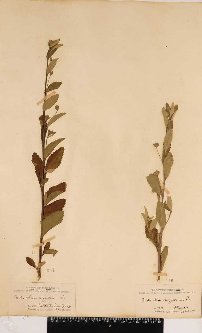 Sida rhombifolia L.;Sida rhombifolia L.