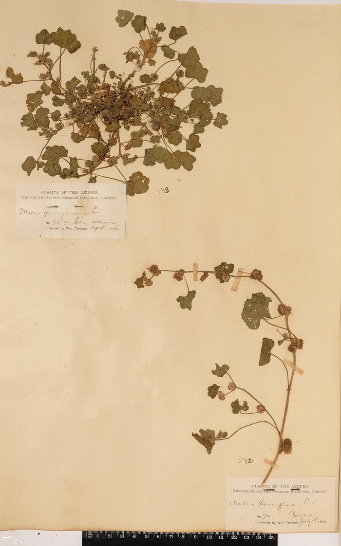 Malva parviflora L.