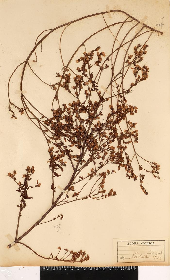 Hypericum undulatum Schousb. ex Willd.