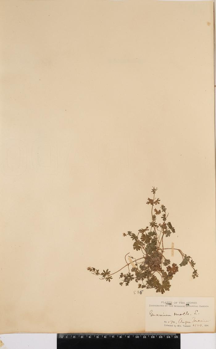 Geranium molle L.
