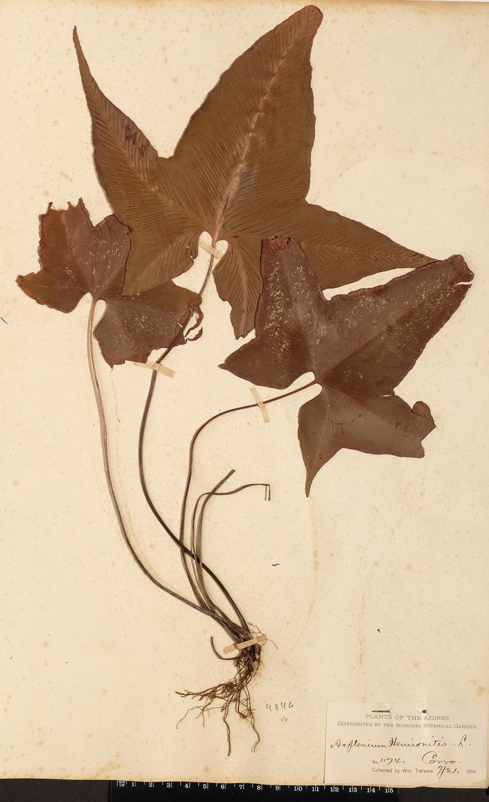 Asplenium hemionitis L.