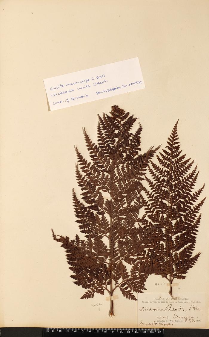 Culcita macrocarpa C. Presl