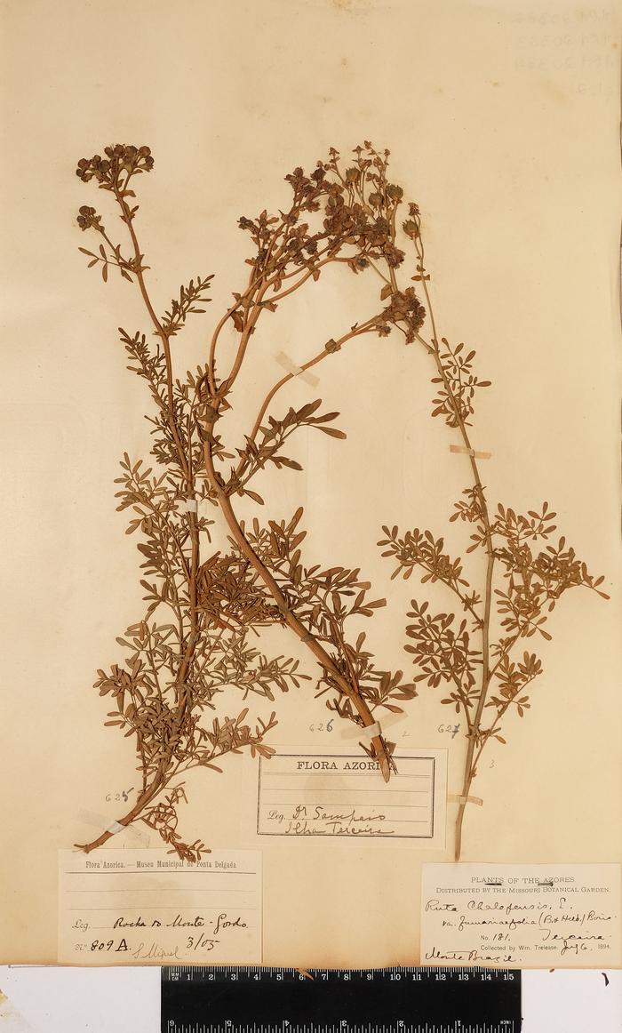 Ruta chalepensis L.;Ruta chalepensis L.;Ruta chalepensis L. var. fumariarfolia (B.Heed) Boris