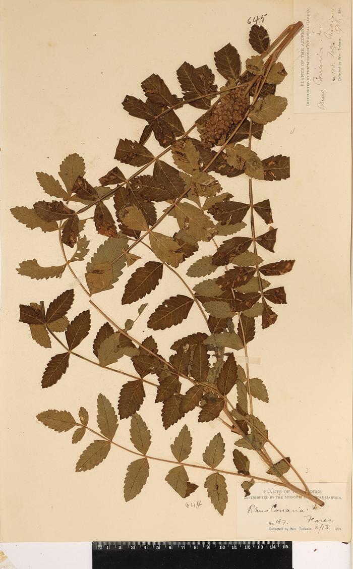 Rhus coriaria L.