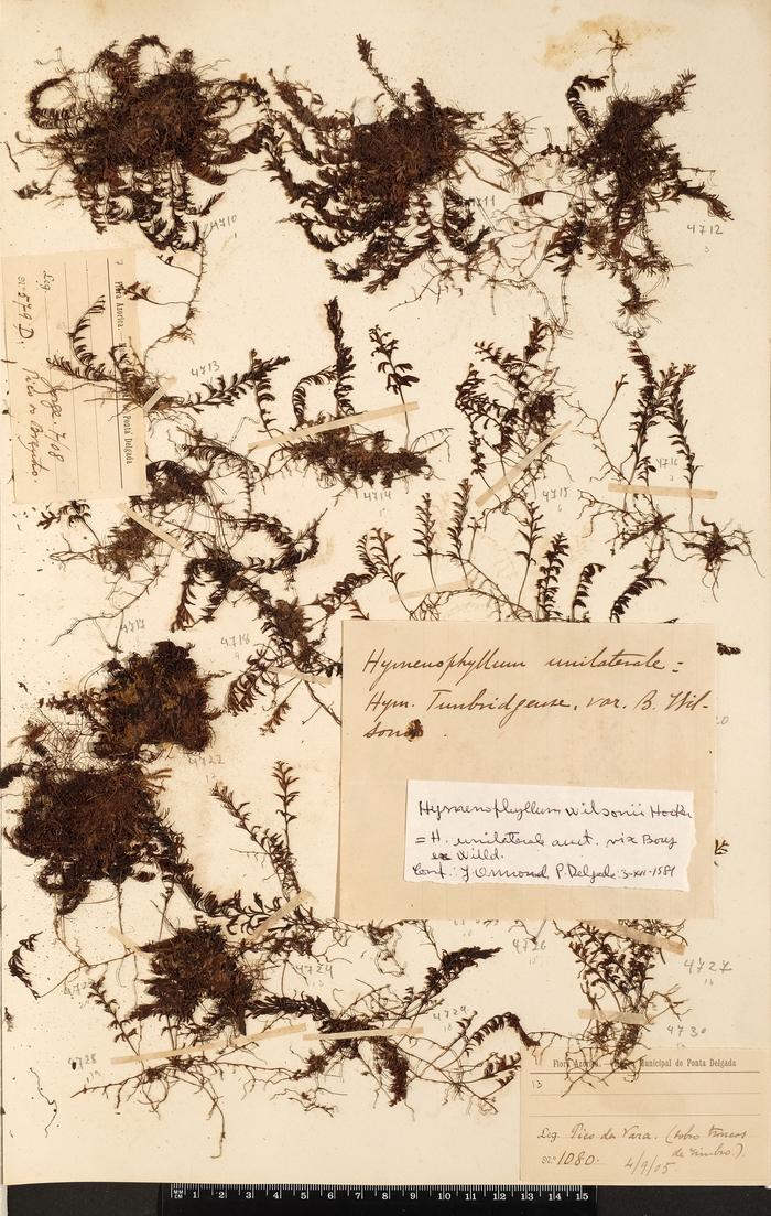 Hymenophyllum wilsonii Hook.