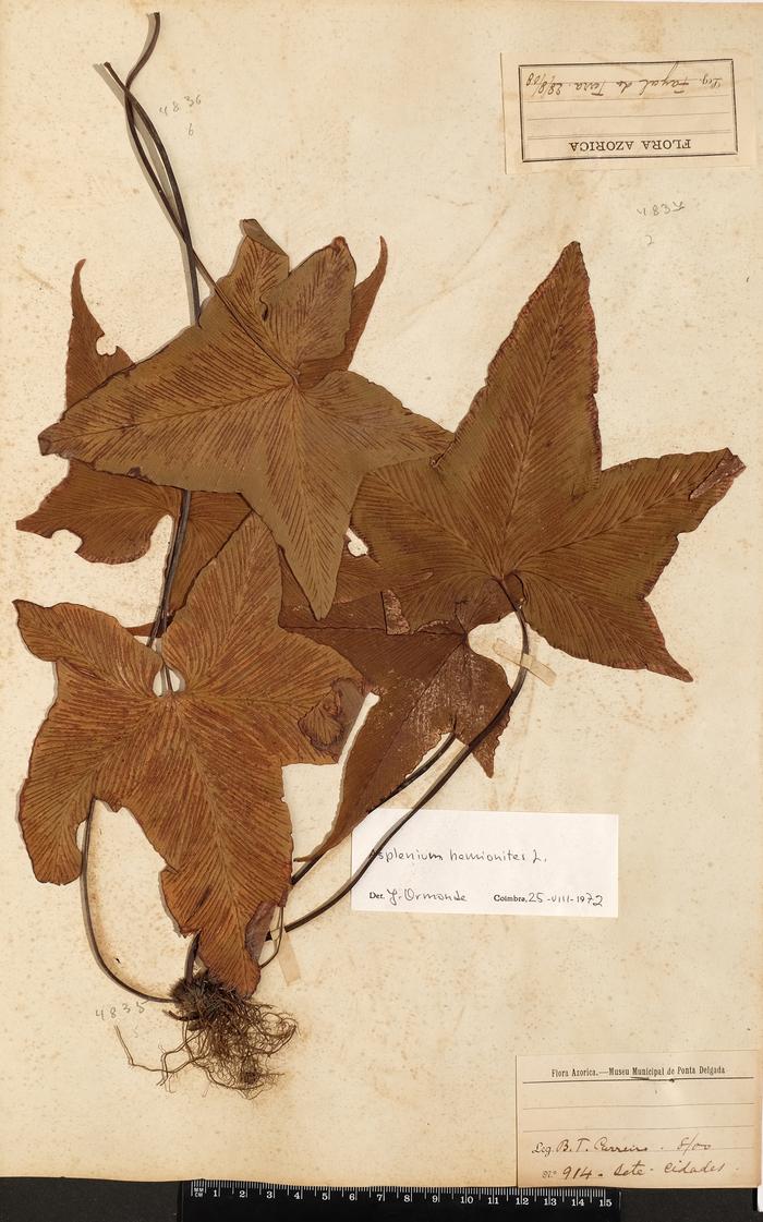 Asplenium hemionitis L.
