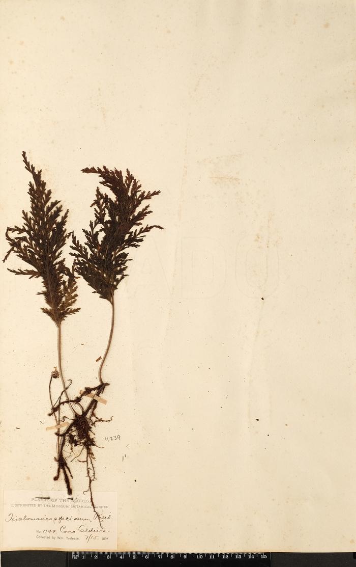 Trichomanes speciosum Willd.