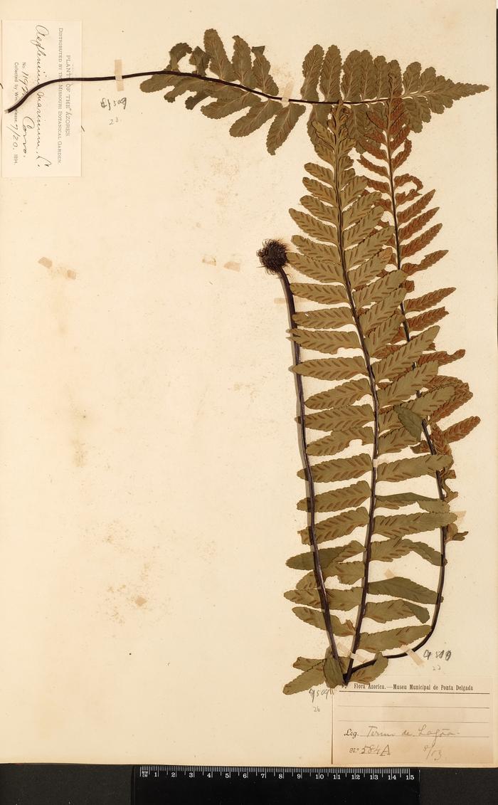 Asplenium marinum L.