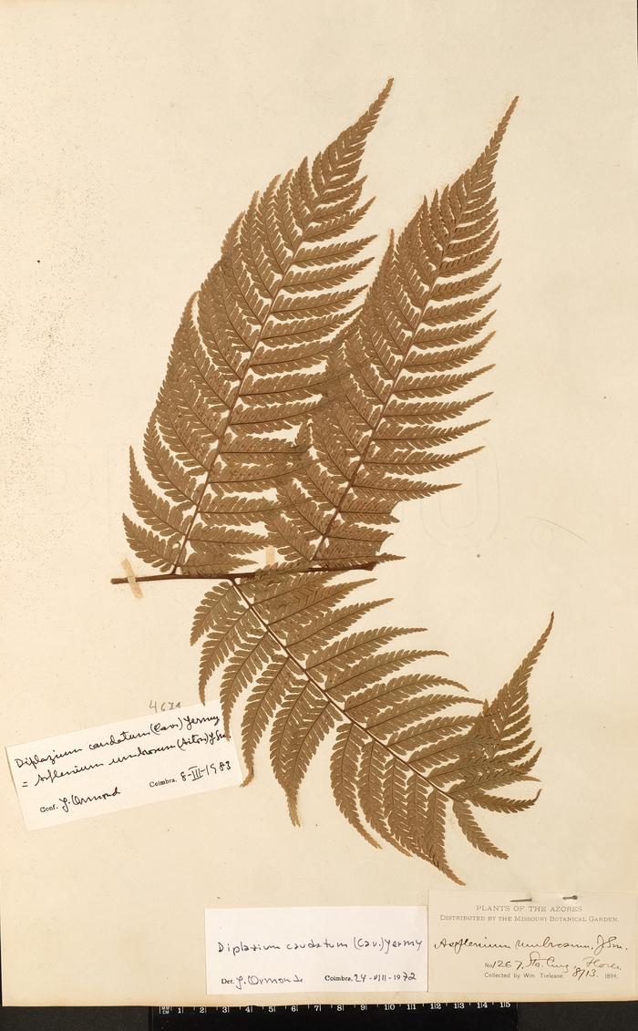 Asplenium umbrosum J.Sm.