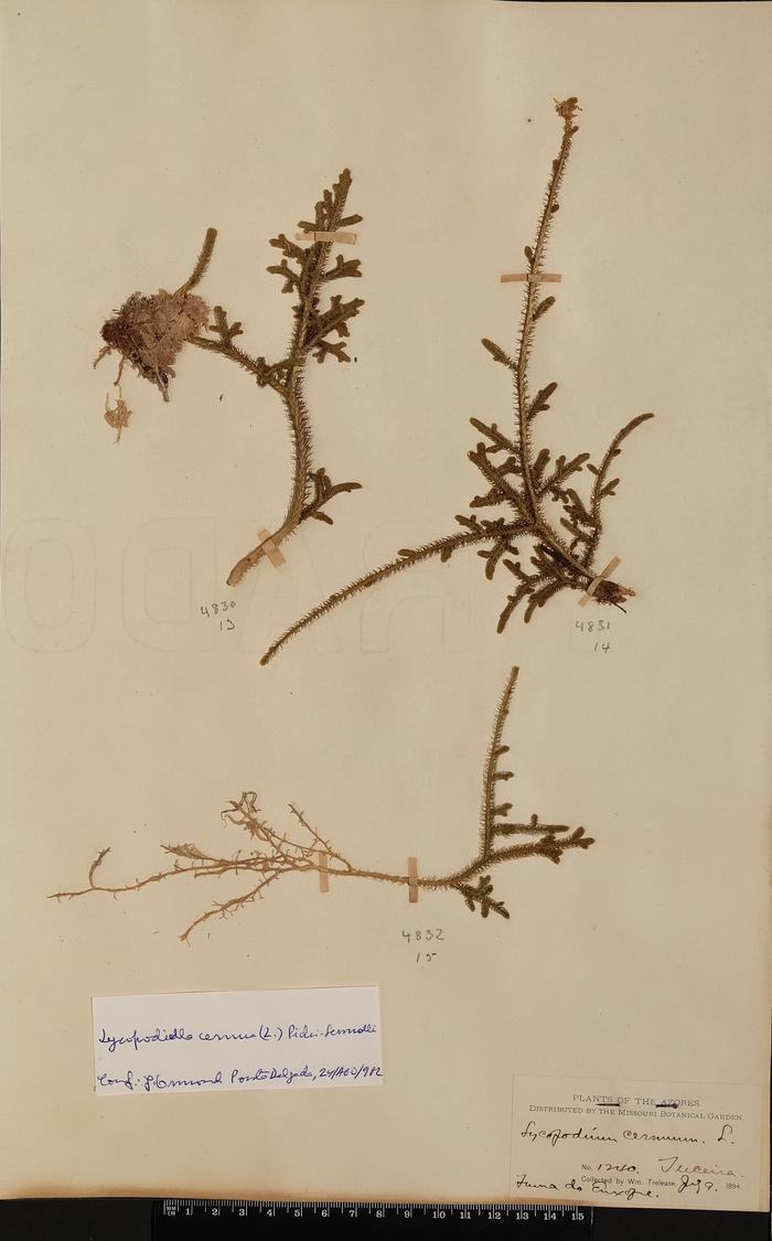 Lycopodiella cernua (L.) Pichi-Sermolli