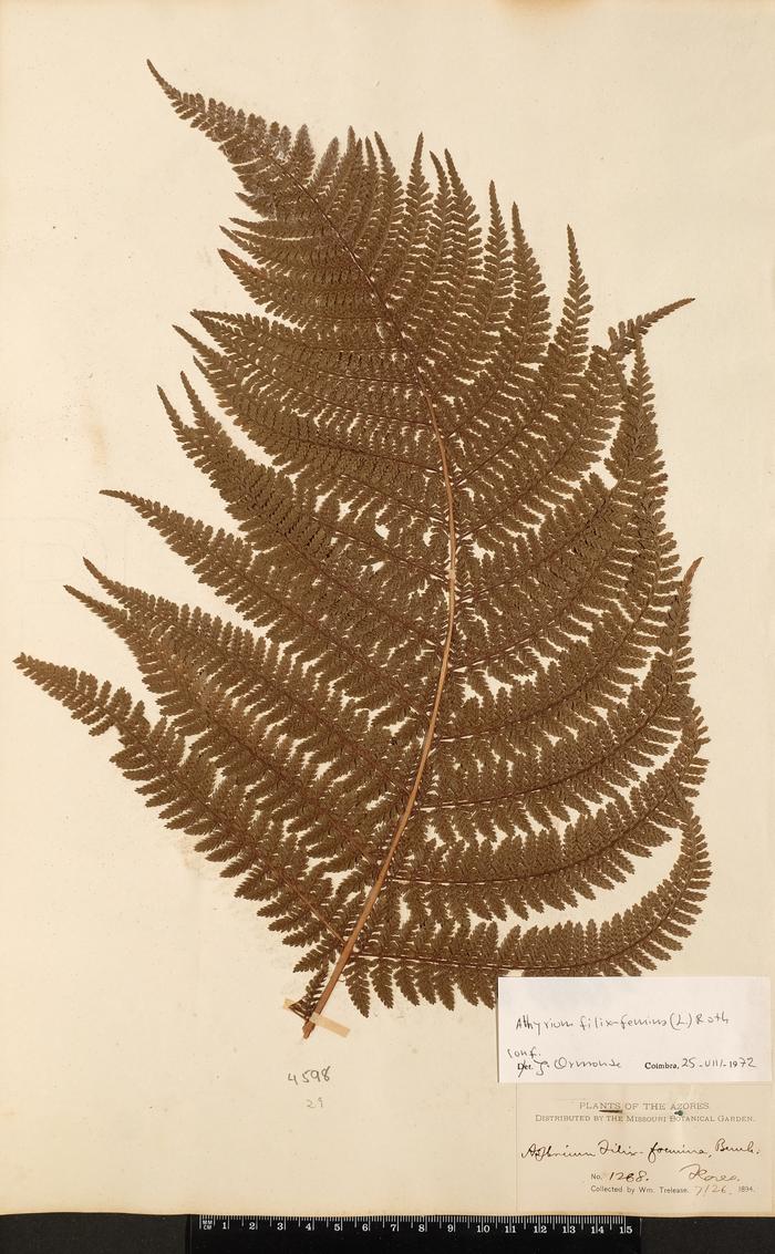 Athyrium filix-femina (L.) Roth
