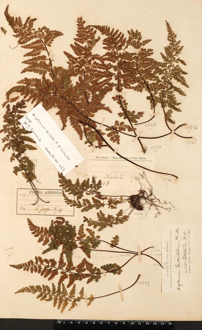 Asplenium obovatum Viv. subsp. lanceolatum (Fiori) P. Silva