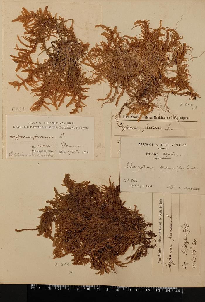Pseudoscleropodium purum (Hedw.) M. Fleisch;Pseudoscleropodium purum (Hedw.) M. Fleisch;Pseudoscleropodium purum (Hedw.) M. Fleisch