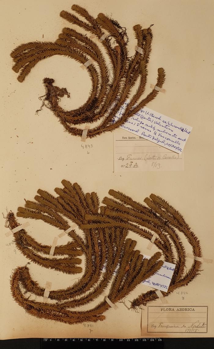 Huperzia dentata (Herter) Holub;Huperzia dentata (Herter) Holub