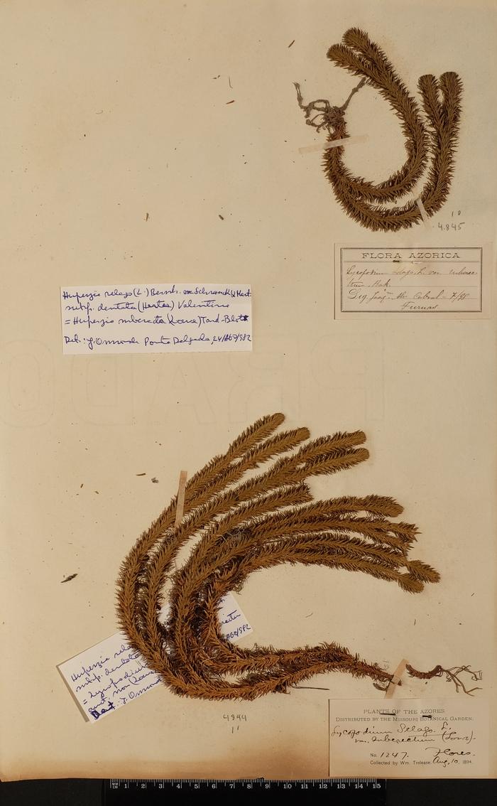 Huperzia dentata (Herter) Holub;Huperzia dentata (Herter) Holub