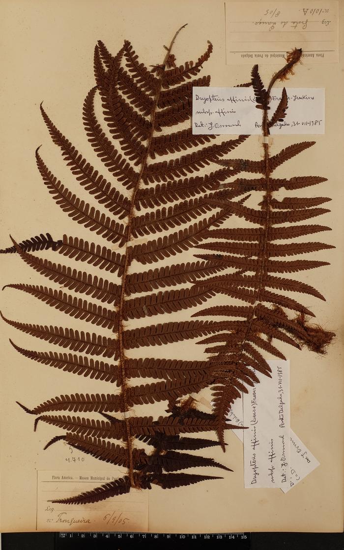 Dryopteris affinis (Lowe) Fraser-Jenkins subsp. affinis