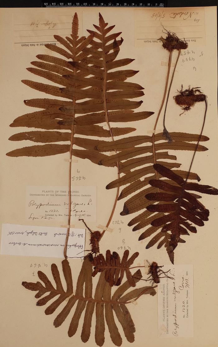 Polypodium azoricum (Vasc) R. Fern.;Polypodium azoricum (Vasc) R. Fern.