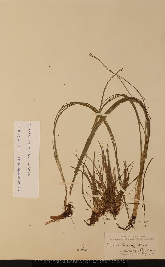 Isoetes azorica Durieu ex Milde