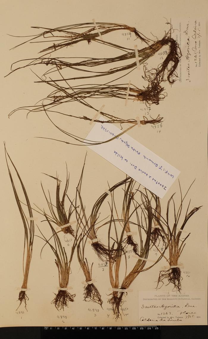 Isoetes azorica Durieu ex Milde;Isoetes azorica Durieu ex Milde