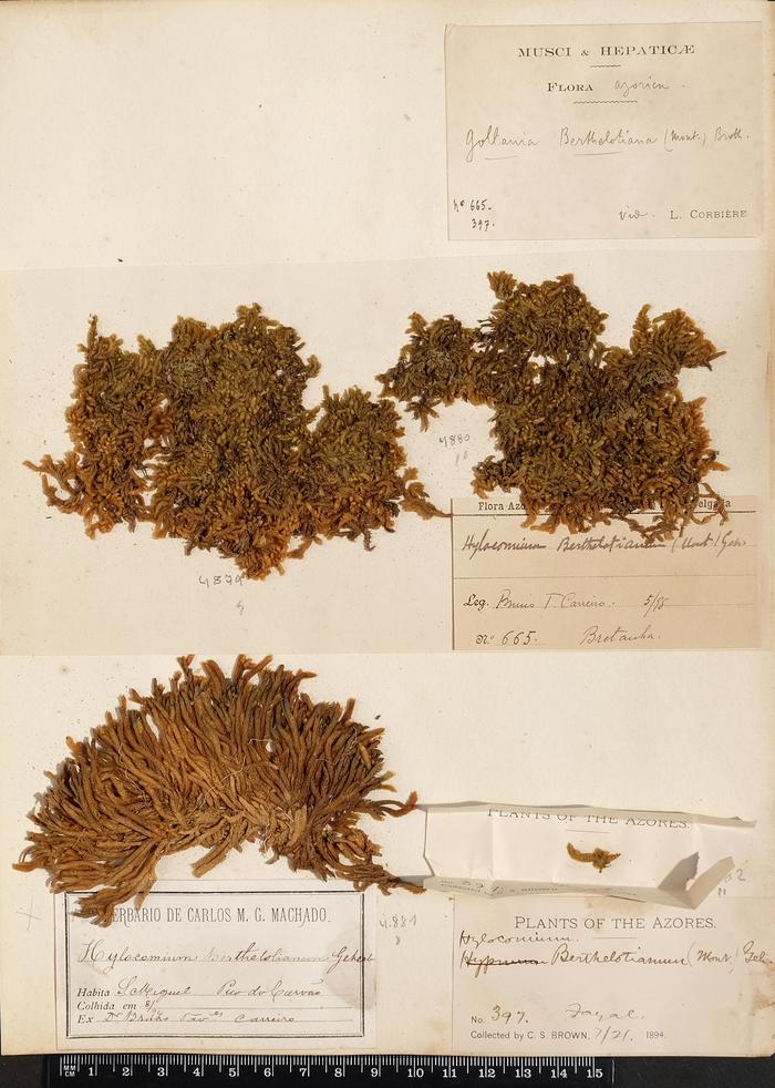 Andoa berthelotiana (Mont.) Ochyra;Andoa berthelotiana (Mont.) Ochyra;Andoa berthelotiana (Mont.) Ochyra