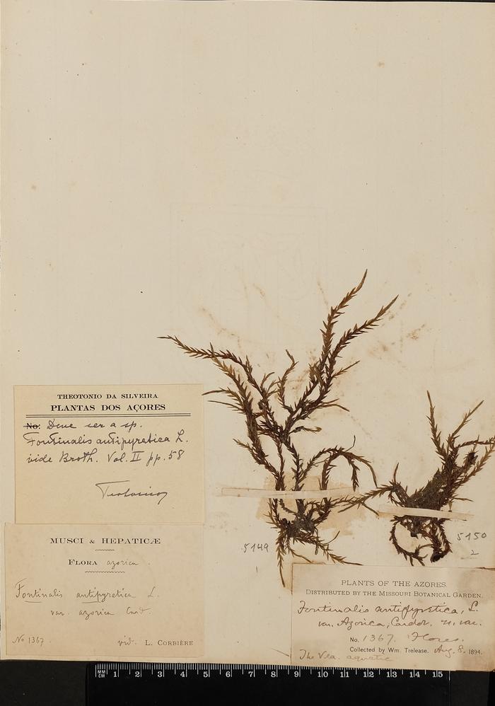 Fontinalis antipyretica Hedw.