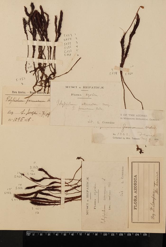 Polytrichastrum formosum (Hedw.) G. L. Sm.;Polytrichastrum formosum (Hedw.) G. L. Sm.;Polytrichastrum formosum (Hedw.) G. L. Sm.