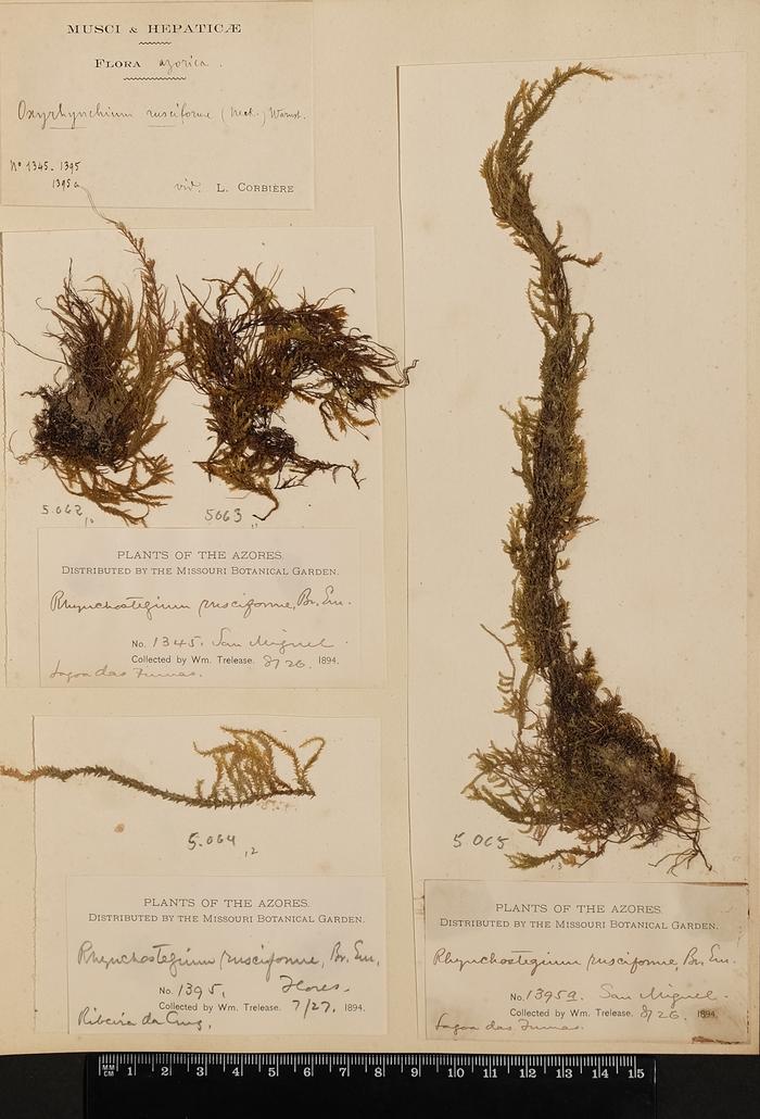 Platyhypnidium riparioides (Hedw.) Dixon;Platyhypnidium riparioides (Hedw.) Dixon;Platyhypnidium riparioides (Hedw.) Dixon