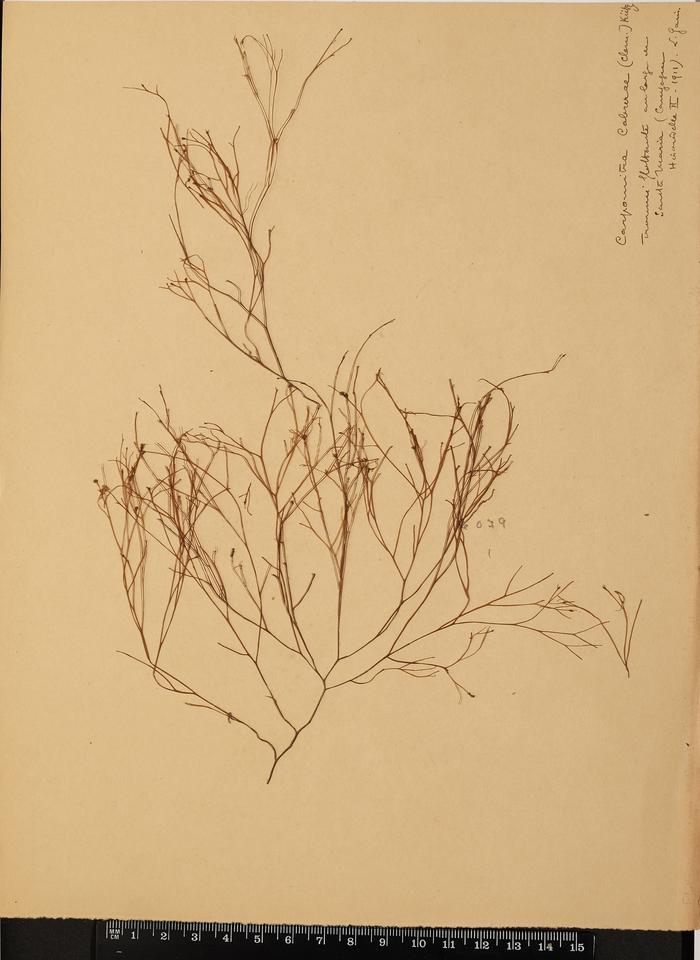 Carpomitra costata (Stackhouse) Batters