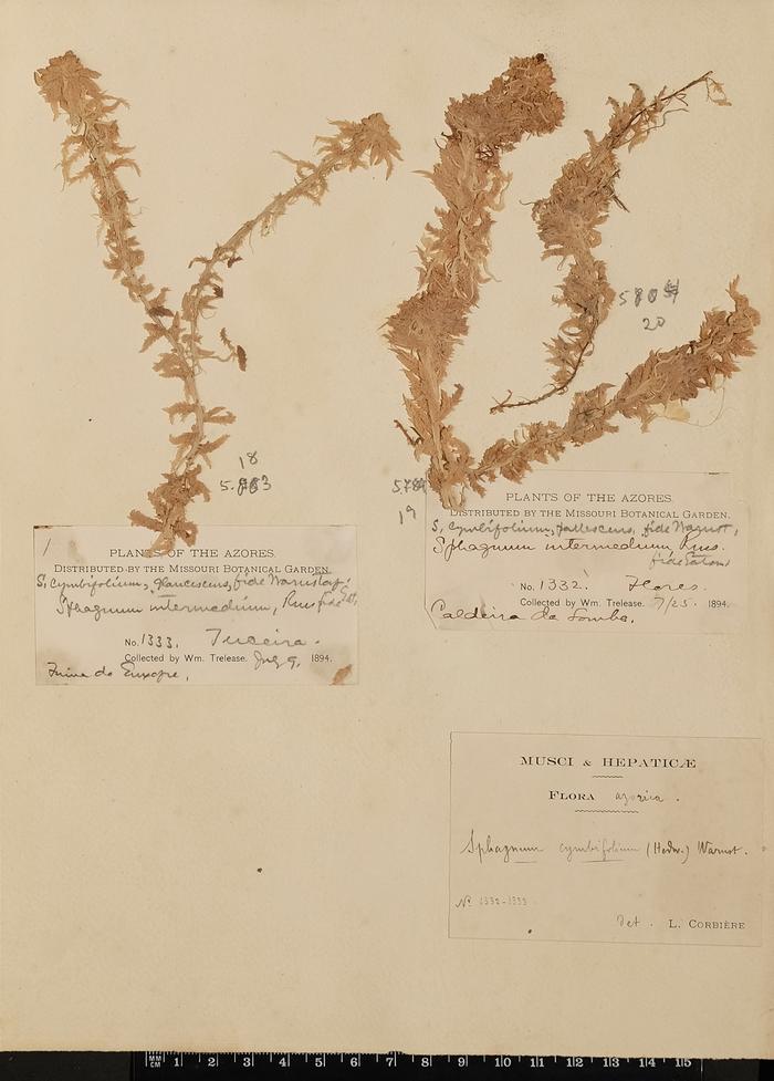 Sphagnum palustre L.;Sphagnum palustre L.
