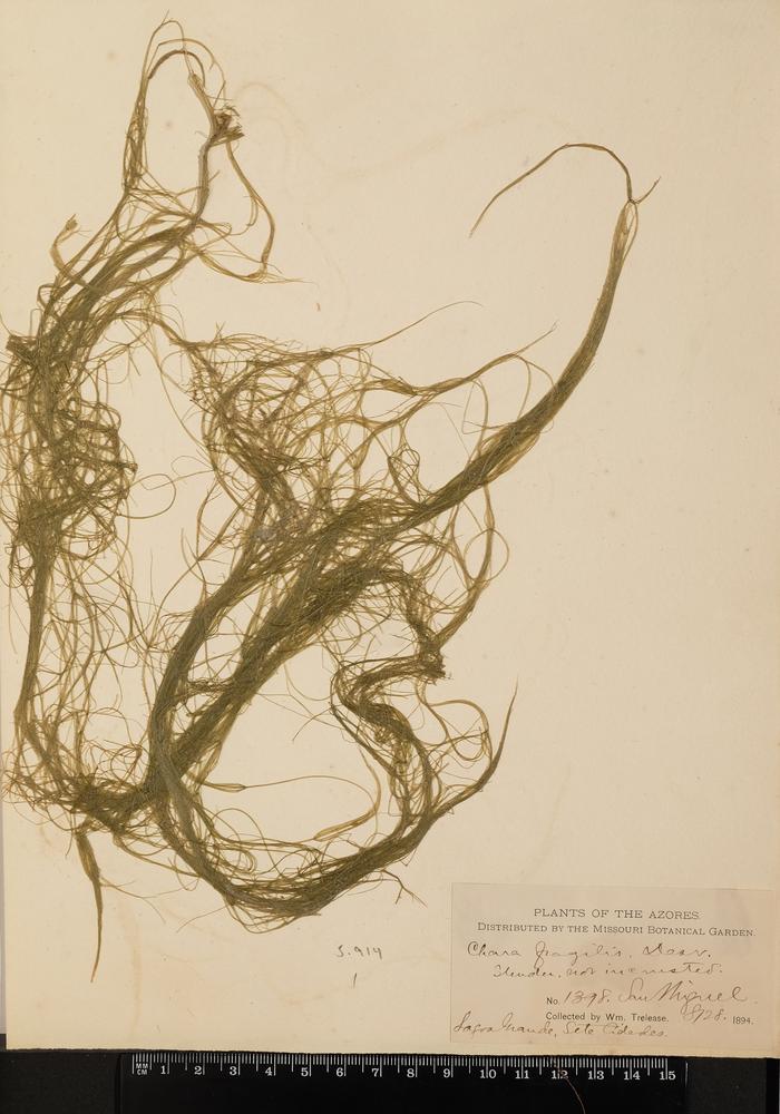 Chara fragilis Desv.
