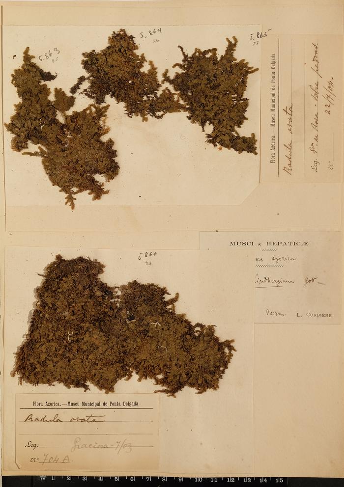 Radula ovata Jack.;Radula ovata Jack.
