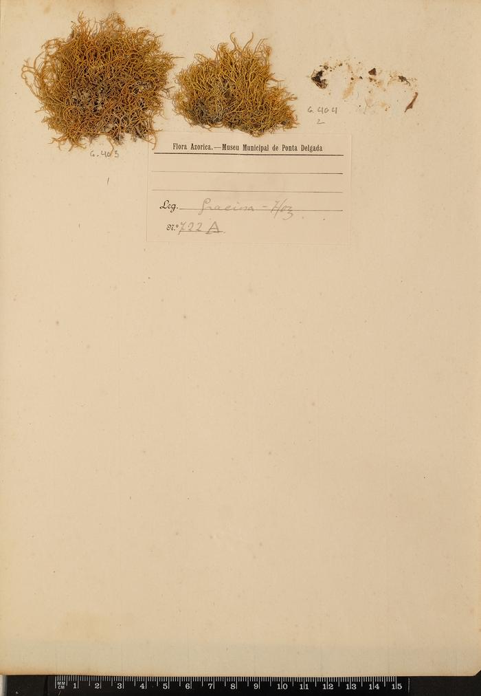 Teloschistes flavicans (Sw.) Norman
