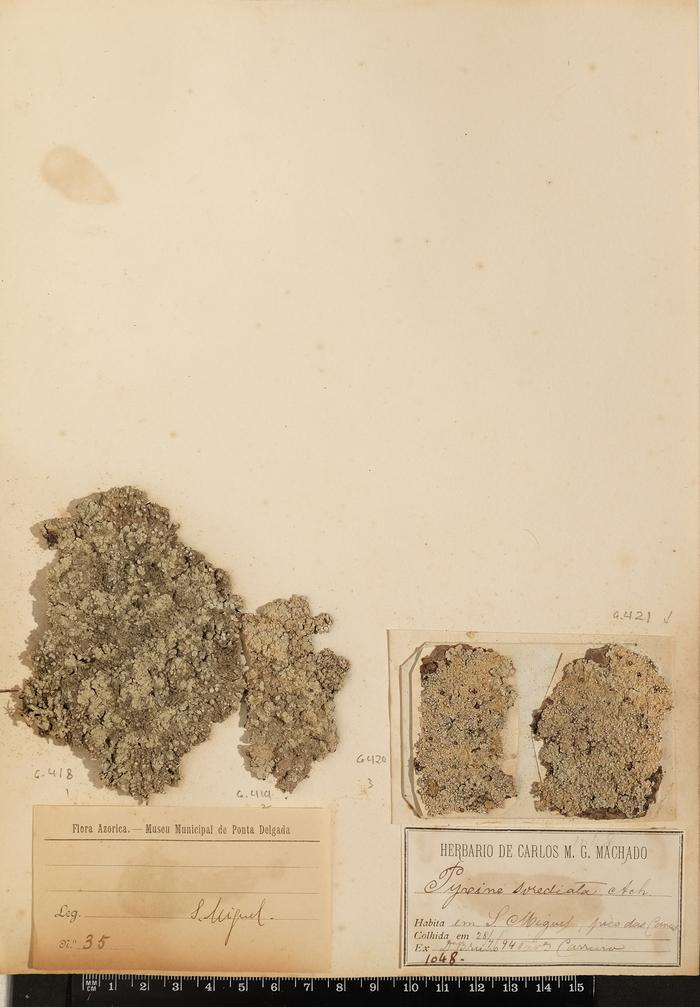 Pyxine sorediata (Ach.) Mont.