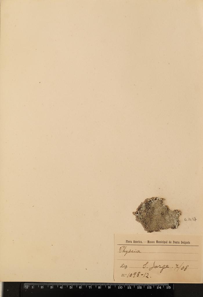 Physcia