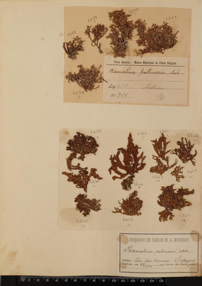 Ramalina lacera (With.) J. R. Laundon;Ramalina lacera (With.) J. R. Laundon