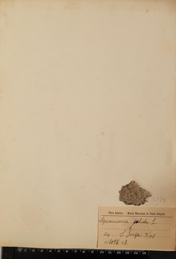 Squamaria gelida L.