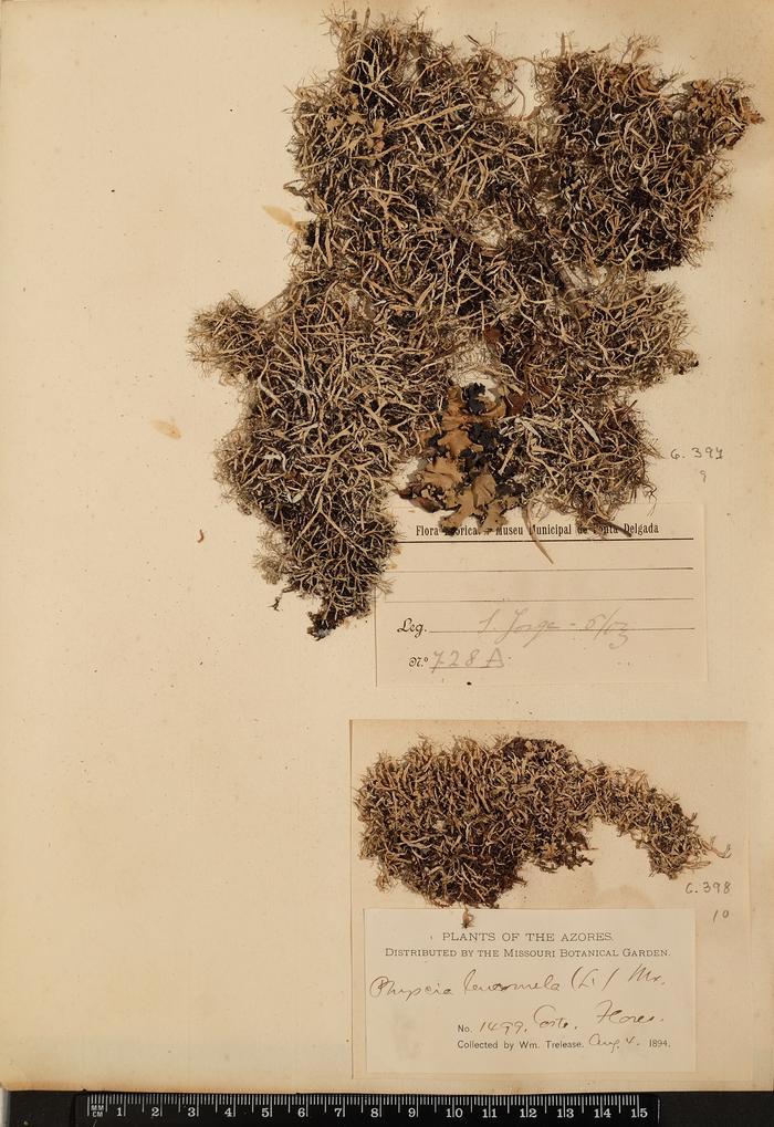 Physcia leucomelaena Ach.